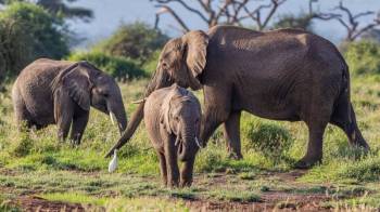 2 Days Short Tanzania Safari Tour Package