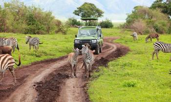 4 Days - 3 Nights Taste Of Northern Circuit Safari Tour