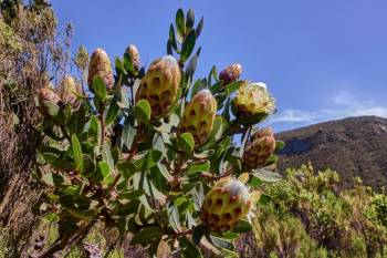 7 Days Kilimanjaro Climb Via Machame route