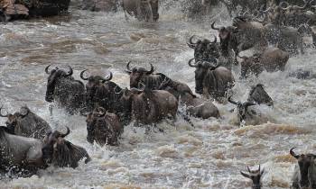 6 Days Tour Of Mara River Crossing