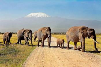 10 Days Kenya - Tanzania Safari Tour