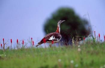 2 Days Arrival - Exploring Kitulo’s Flora Tour