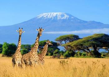 Mount Kilimanjaro Day Hike - Mandara Hut Tour