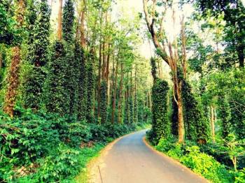 3 Days 2 Nights - Nature's Tranquility In Yercaud - 35-48