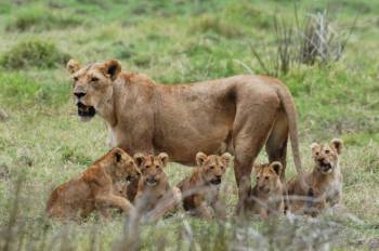 9 Days Mikumi - Ruaha And Selous National Park Tour