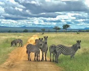 7 Days Mikumi And Ruaha National Parks Tour