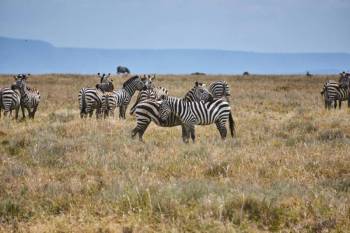 3-Nights, 4-Days Luxury Safari in Masai Mara