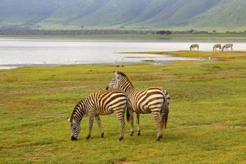 6 Nights, 7-Day Lake Nakuru, Maasai Mara, Serengeti NP, and Ngorongoro Crater Tour