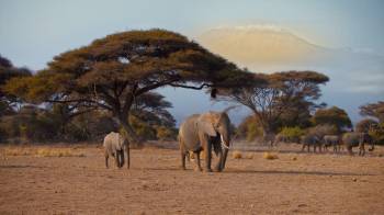 2-Days Amboseli Wildlife Adventure