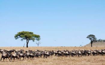 3-Day Wild Wonders in Tanzania