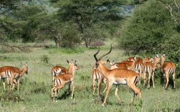 3-Day Wild Wonders in Tanzania