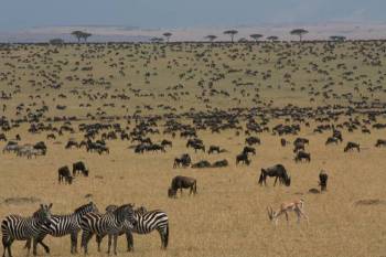 5D, 4N Mid-Budget Nairobi, Mara, Naivasha Group Tour