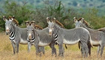 Kenya Photography Safari 10 Days Tour