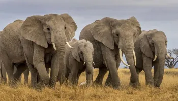 7 Days Kenya Safari Tour