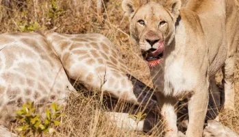 3 Days Maasai Mara Safari Offer Tour