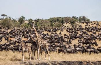 7 Days 6 Nights Amboseli - Naivasha - Lake Nakuru - Masai Mara Tour