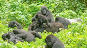 4 Days Mountain Gorilla Trekking Safari-Road Safari Tour