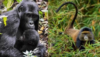 7 Days Mountain Gorilla - Chimpanzee Trekking Safari Rwanda Tour