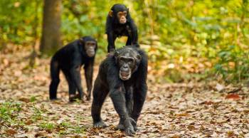 11 Days Chimpanzee Trekking At Mahale And Gombe Tour