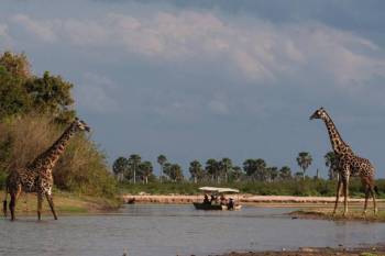 1 Day Nyerere National Park Tour