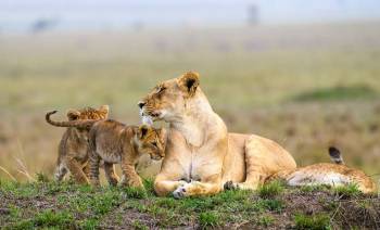 4 Days Maasai Mara Safari Tour