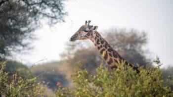 7 Days Tanzania Wildlife Safari Tour