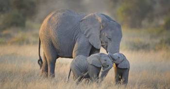 3 Days Tanzania Safari Tour