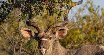 5 Days Tanzania Safari Tour