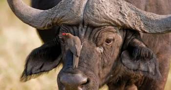 7 Days Tanzania Safari Tour