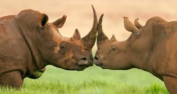 5 Days Big 5 Tanzania Safari Tour