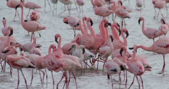 5 Days Group Joining Tanzania Safari Tour