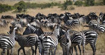 7 Days Tanzania Northern Circuit Safari Tour