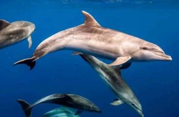 5 Days Zanzibar Beaches Safari Tour