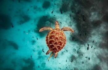 7 Days Zanzibar Beaches Safari Tour