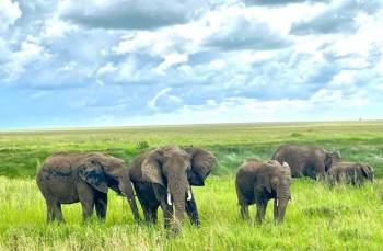 Tarangire National Park Day Tour