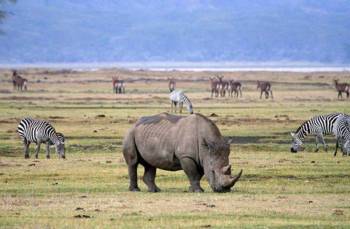 Ngorongoro Crater Day Tour