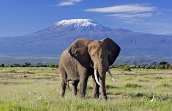 3-Day Elephant Air Safari From Nairobi To Amboseli