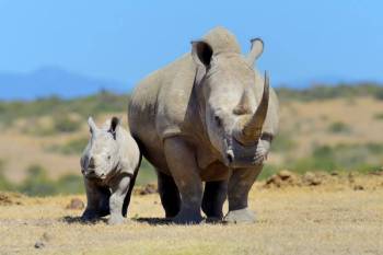 2 Day Ol Pejeta Group Safari Tour