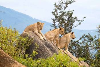 3-Day Amboseli - Tsavo Safari Tour