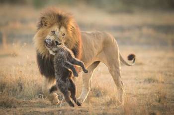 2 nights 3 days Explore  Hwange National Park and Victoria Falls (Zimbabwe)