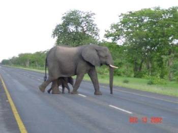 0 N 1 D Chobe Day Trip to Botswana