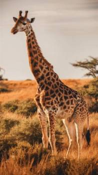 13-Day Safari to Bush and Zanzibar Island