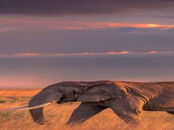 5-Day Adventure to Northern Serengeti National Park