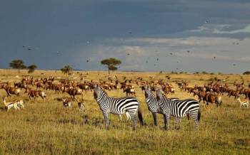 5-Day South Serengeti NP and Ngorongoro Crater