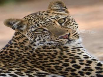 5-day Fly - in and Fly - Out Luxury Ndutu Migration