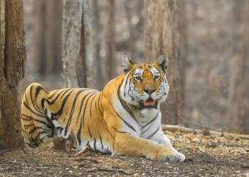 Short Break - Big Thrill - October Jungle Safari Trip