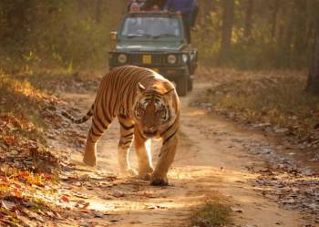 Diwali Special Jungle Safari Package