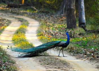 Kanha National Park With Bhedaghat Marble Rock Tour Jabalpur