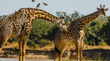 7 Days 6 Nights Amboseli - Lake Nakuru - Masai Mara Safari Tour
