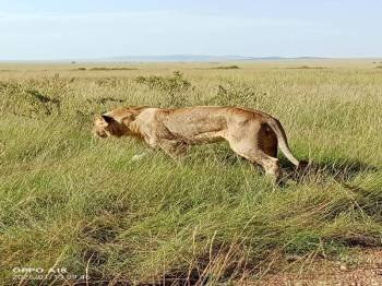 Budget Mara Package Full Board 4Pax